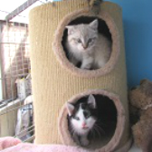 Kittens from Ann & Bill's Cat & Kitten Rescue, Hornchurch, homed through Cat Chat