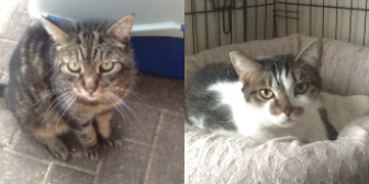 Monty & Evie from Grendon Cat Shelter, Atherstone, homed through Cat Chat