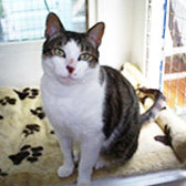 Mr Darcy, from Cat Homing and Rescue, Warrington, homed through Cat Chat
