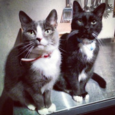 Parker & Floyd, from Cat Action Trust Lanarkshire, Lanark, Lothian, homed through Cat Chat
