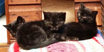 Stripes, Choccie and Chenille, from Rolvenden Cat Rescue, Kent, homed through Cat Chat