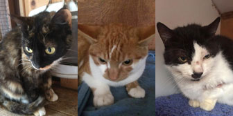 Alice, Jasper & Herbie, from Kirkby Cats Home, Nottingham, homed through Cat Chat