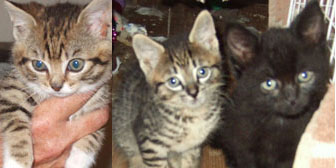 Brook,Stevie & Sammy, from Ryedale and Scarborough Cat Welfare, North Yorkshire, homed through Cat Chat