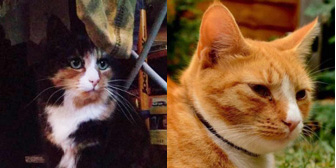 Malteaser & Frankie, from Purrs Cat Rescue, Hornchurch, homed through Cat Chat