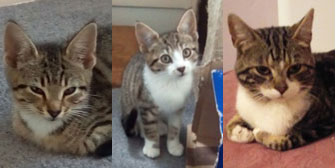 Mickey, Tia & Leon, from Cat Action Trust 1977, Leeds, homed through Cat Chat