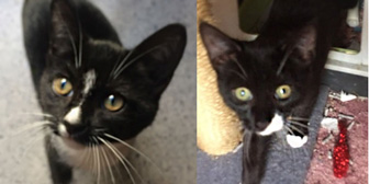 Pinkie & Gertie, from Burton Joyce Cat Rescue, Nottingham, homed through Cat Chat