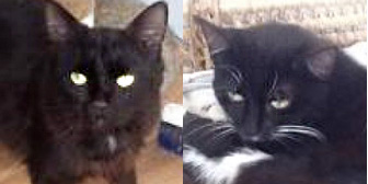 Raven & Darcey, from Grendon Cat Shelter, Atherstone, homed through Cat Chat