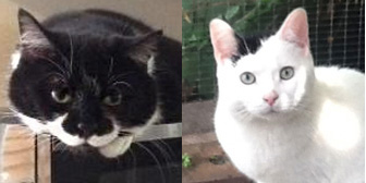 Sooty & Tim, from Grendon Cat Shelter, Atherstone, homed through Cat Chat