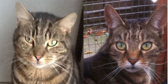 Steve & Molly, from Grendon Cat Shelter, Atherstone, homed through Cat Chat