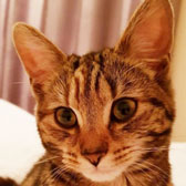 Tilly May, from Lina’s Cat Rescue, Derby, homed through Cat Chat