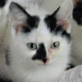 Trebor, from Beverley & Pockington Cats Protection, Beverley, homed through Cat Chat