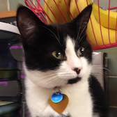 Cooper, from RACR, Nottingham, homed through Cat Chat