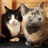 FLAD & BLUE, from Barnsley Animal Rescue Charity, Yorkshire, homed through Cat Chat