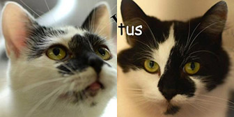 Lottie & Lotus, from Yorkshire Animal Shelter, Leeds, homed through Cat Chat