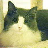 Mary, from Cat Action Trust 77, Ayrshire, homed through Cat Chat