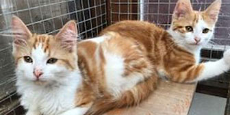 Monty and Morgan, from Cat Action Trust 1977 - Leeds, homed through Cat Chat