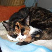 Rosie, from Ryedale & Scarborough Cats Welfare, North Yorkshire, homed through Cat Chat