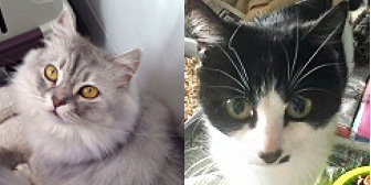 Bella & Missy, from Canino Animal Rescue, Northampton, homed through Cat Chat