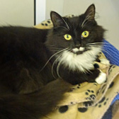 Bella, from National Animal Welfare Trust, Clacton, homed through Cat Chat