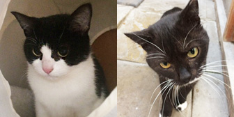 Lucy & Pringle, from Kirkby Cats Home, Nottingham, homed through Cat Chat