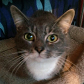 Lulu, from Burton Joyce Cat Welfare, homed through Cat Chat