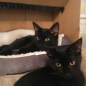 Pixie & Trixie, from Stokey Cats...and Dogs, London, homed through Cat Chat