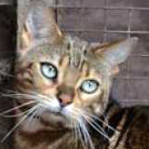 Maureen, from Life For Cats, Grantham, homed through Cat Chat