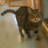 Dixie, from Paws and Claws Animal Rescue Service, Haywards Heath, homed through Cat Chat