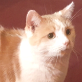 Emmett from Rolvenden Cat Rescue, Rolvenden, homed through Cat Chat