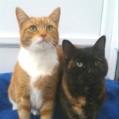 Harold & Gordy from Somerset and Dorset Animal Rescue, Wincanton, homed through Cat Chat