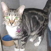 Sheba from Whinnybank Cat Sanctuary, Newburgh, homed through Cat Chat