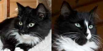 Willow & Jess, from Lucky Cat Rescue, Skegness, homed through Cat Chat