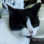 Jolene, from Royston Animal Welfare, Barnsley, homed through Cat Chat