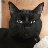 Thomas, from Kirkby Cats Home, Nottingham, homed through Cat Chat