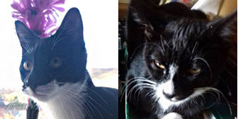 Albi & Shiloh, from Cat Action Trust77, Doncaster, homed through Cat Chat