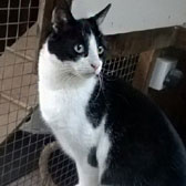 Cara, from Burton-upon-Stather Cat Rescue, Scunthorpe, homed through Cat Chat