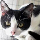Candy from Yorkshire Animal Shelter, Leeds, homed through Cat Chat