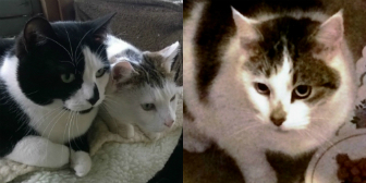 Cosmo and Moon and Tina from Burton upon Stather Cat Rescue, homed through Cat Chat