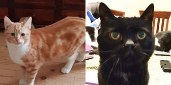 Eddy & Teddy, from Grendon Cat Shelter, Atherstone, homed through Cat Chat