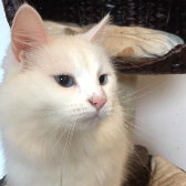 Elsa from Nikki's Cat Rescue, Melton Mowbray, homed through Cat Chat