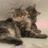 Faith & Hope from Happy Cats Rescue, Bordon, homed through Cat Chat