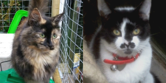 Figgy & Pixel from Maesteg Animal Welfare Society, Bridgend, homed through Cat Chat