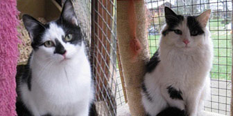 Gala & Garbo, from Rolvenden Cat Rescue, Kent, homed through Cat Chat