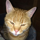 Gerry, from Burton Joyce Cat Welfare, Nottingham, homed through Cat Chat