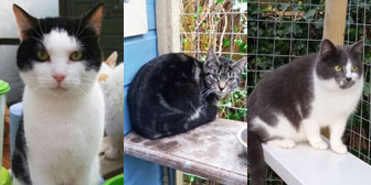 Jerry, Kitty and Morgansa, from Maesteg Animal Welfare Society, Bridgend, homed through Cat Chat