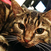 Lucy, from Canterbury & District Cats Protection, Kent homed through Cat Chat