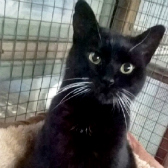 Luna from Burton Upon Stather Cat Rescue, Lincolnshire, homed through Cat Chat