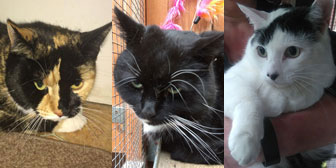 Marmalade, Murphy & Scruffy, from Kirkby Cats Home, Nottingham, homed through Cat Chat