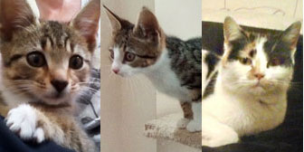 Minnie, Mia, Sassy and more, from Cat Action Trust 77, Leeds, homed through Cat Chat