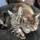 Missy & DV, from Cats Protection Harlow, Epping Forest & District, Essex, homed through Cat Chat